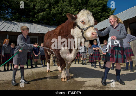 Die Ulmen Schule, Malvern, eine koedukative, unabhängige, Internat, vorbereitende Schule, mit einem angeschlossenen Bauernhof. ein UK-Kinder-Stier Stockfoto