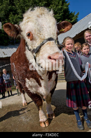 Die Ulmen Schule, Malvern, eine koedukative, unabhängige, Internat, vorbereitende Schule, mit einem angeschlossenen Bauernhof. ein UK-Kinder-Stier Stockfoto