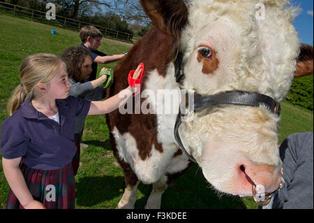 Die Ulmen Schule, Malvern, eine koedukative, unabhängige, Internat, vorbereitende Schule, mit einem angeschlossenen Bauernhof. ein UK-Kinder-Stier Stockfoto