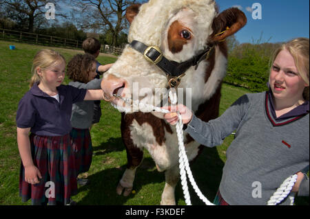 Die Ulmen Schule, Malvern, eine koedukative, unabhängige, Internat, vorbereitende Schule, mit einem angeschlossenen Bauernhof. ein UK-Kinder-Stier Stockfoto