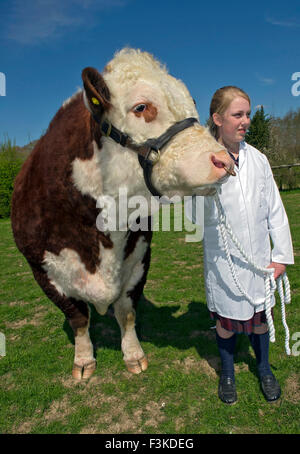 Die Ulmen Schule, Malvern, eine koedukative, unabhängige, Internat, vorbereitende Schule, mit einem angeschlossenen Bauernhof. ein UK-Kinder-Stier Stockfoto