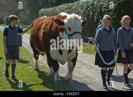 Die Ulmen Schule, Malvern, eine koedukative, unabhängige, Internat, vorbereitende Schule, mit einem angeschlossenen Bauernhof. ein UK-Kinder-Stier Stockfoto