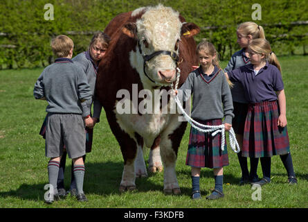 Die Ulmen Schule, Malvern, eine koedukative, unabhängige, Internat, vorbereitende Schule, mit einem angeschlossenen Bauernhof. ein UK-Kinder-Stier Stockfoto