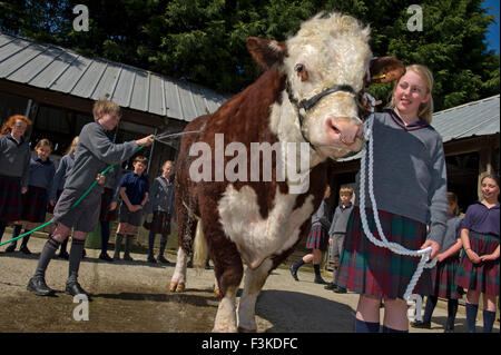 Die Ulmen Schule, Malvern, eine koedukative, unabhängige, Internat, vorbereitende Schule, mit einem angeschlossenen Bauernhof. ein UK-Kinder-Stier Stockfoto