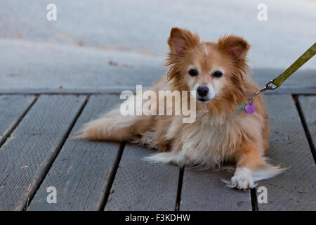 Einen süßen kleinen flauschigen Hund verlegen auf einer Terrasse wartet auf seinen Besitzer, spazieren zu gehen. Stockfoto