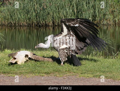 Afrikanische Rüppell Geier (abgeschottet Rueppellii) berühren, während ein Vogelschau Avifauna Zoo, Alphen a/d Rijn, Niederlande Stockfoto