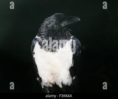 Afrikanische Pied Crow (Corvus Albus), eine kleine Krähe mittlere Rabe in Afrika südlich der Sahara heimisch Stockfoto