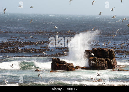 Vögel und Wellen am Kap der guten Hoffnung, die Südspitze von Afrika, Table Mountain National Park, Simonstown, South Afric Stockfoto