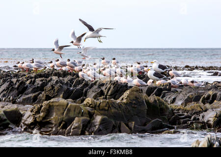 Vögel der Falkland-Inseln. Braun mit Kapuze Möwen und Seetang Möwen auf den Felsen am Strand von Bertha, East Falkland. Stockfoto