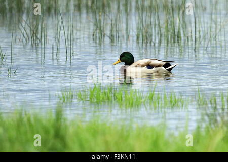 Männliche Stockente oder wilde Ente, Anas Platyrhynchos, schwimmt auf dem Wasser Gras Stockfoto