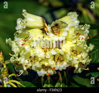 Hautnah am Rhododendron Macabeanum schöne Blumen Stockfoto