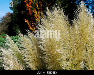 Cortaderia Selloana oder Pampasgras ist eine blühende Rasen Pflanze in Südamerika heimisch, & in Europa als eine Gartenpflanze verwendet. Stockfoto