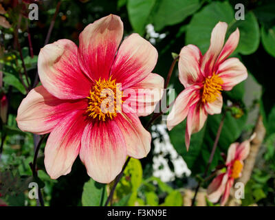 Dahlie 'Teppich', klassifiziert einen Verschiedenes Typ von rot und orange Mischung in der Herbstsonne. Stockfoto