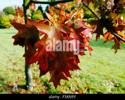 Quercus Palustris Pendel oder "Sumpf-Eiche", "Pin Oak" oder Sumpf spanische Eiche Blätter im Herbst. Stockfoto