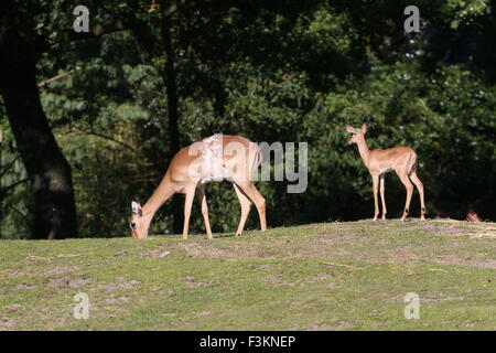 Eine Woche alt Impala Kälbchen (Aepyceros Melampus) Weiden zusammen mit Mutter Stockfoto