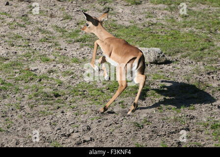 Eine Woche alt Baby Impala (Aepyceros Melampus) Kalb springen und laufen rund um Stockfoto