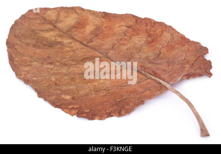 Tabakblatt Blätter braun trockenen Zigarre Pflanze isoliert Stockfoto