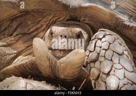 Afrikanische angespornt Riesenschildkröte (Geochelone Sulcata) (gefangen), Senegal Stockfoto