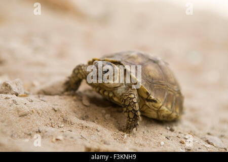 Afrikanische angespornt Riesenschildkröte (Geochelone Sulcata), Baby (in Gefangenschaft), Senegal Stockfoto