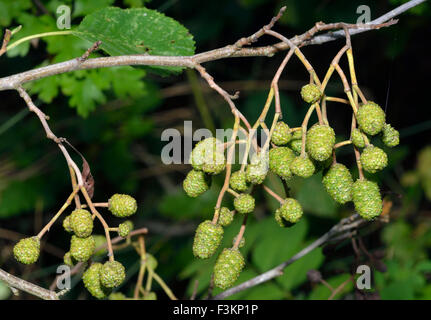 Graue Erlenzäpfchen - Alnus incana Stockfoto