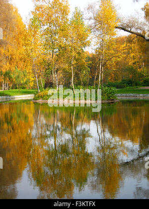 Herbstlandschaft - kleine Insel auf dem Wasser mit gelb Birken, aufgenommen im Park Sokolniki in Moskau. Stockfoto