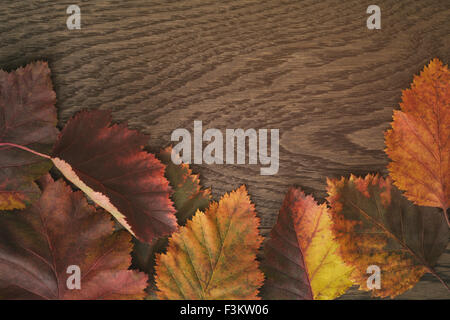 Herbst Weißdorn Blätter direkt von oben Stockfoto