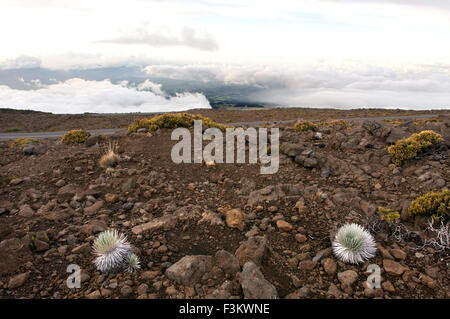 Schlackenkegel im Haleakala National Park. Ansichten aus der Sicht des Leleiwi. Maui. Hawaii. Der Haleakala National Park klingelte Stockfoto