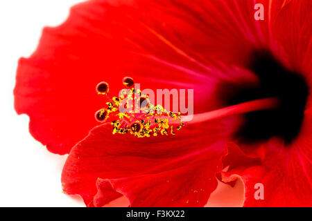 Makro Nahaufnahme von innen ziemlich rote Blume Hibiskus Stockfoto