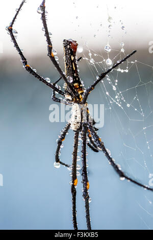 eine Spinne Mi Pfingstmontag ein golden Silk Orb-Weaver Spider mit Wassertropfen Stockfoto