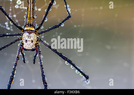 eine Spinne Mi Pfingstmontag ein golden Silk Orb-Weaver Spider mit Wassertropfen Stockfoto