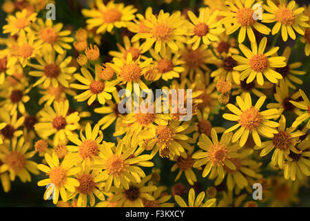 Kreuzkraut Blumen, Jacobaea Vulgaris. Stockfoto