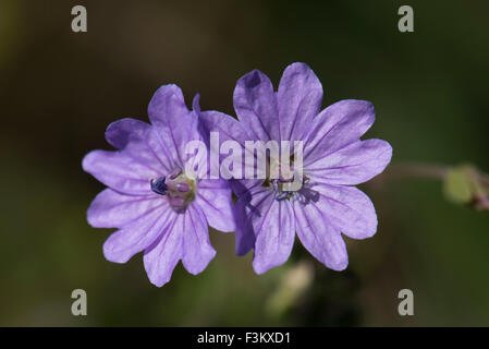 Geranium Molle, Dove-Fuß des Krans-Bill, wachsen auf einem Feldrand in Surrey, UK. Mai. Stockfoto