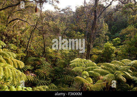 Natur, Flora und Fauna im Thurston Lava Tube - Volcanoes-Nationalpark, Big Island, Hawaii, USA. Lavatunnel in Vulkane Nationa Stockfoto