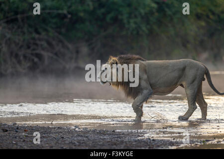 Asiatic Lion Überquerung eines Sees (Panthera Leo Persica) an der Gir Forest, Gujarat, Indien. Stockfoto