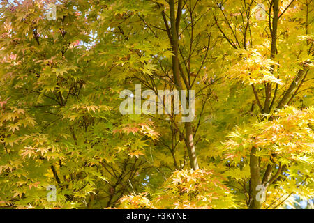 Acer palmatum ango Kaku'. Runde an der Spitze der japanischen Ahorn Baum im Herbst Stockfoto