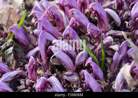 Lathraea Clandestina, lila Toothwort, wachsen auf den Wurzeln der Erle, Surrey, UK. April. Stockfoto