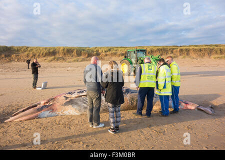 Hartlepool, UK. 9. Oktober 2015. Die 18ft lange tot Zwergwal war am Donnerstag (8. Oktober) Nachmittag an den Strand gespült. Lokalen Instanzen entscheiden, warten, bis die Ebbe am Freitag 9. bevor Sie versuchen, den Wal zu entfernen. Lokale Presse berichtet, dass es gedacht wird, den Zwergwal war in Hummer-Töpfe in der Nähe von Saltburn gefangen und wurde seit Anfang Oktober nach dem Körper treiben freigeschnitten wurde. Bildnachweis: Alan Dawson News/Alamy Live-Nachrichten Stockfoto