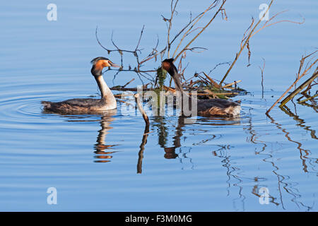 Haubentaucher (Podiceps Cristatus), Solna, Schweden Stockfoto