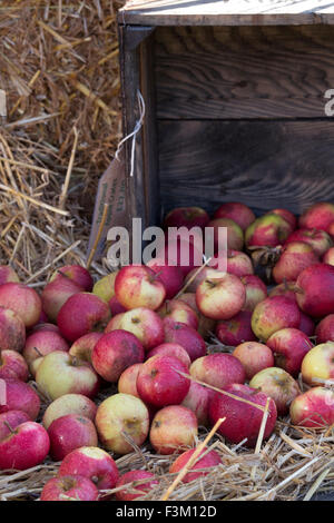 Geerntete Äpfel in einer Kiste auf einer Autumn Show, Großbritannien Stockfoto