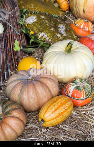 Kürbis und Gourd bei einer Show. VEREINIGTES KÖNIGREICH Stockfoto