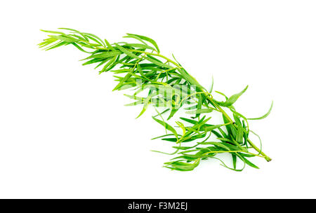 Frischen Estragon isoliert Stockfoto