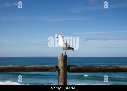 Weiße und graue Möwe stehend auf einem hölzernen Zaun vor dem Ozean Stockfoto