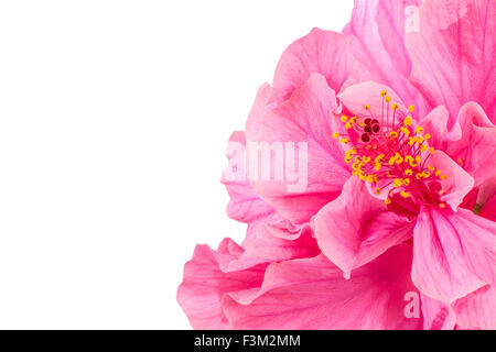 Nahaufnahme von schönen rosa Hibiskus Blume mit Exemplar Stockfoto