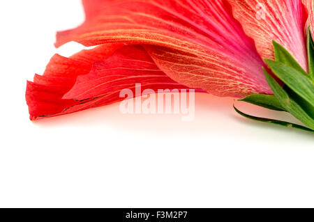 Hintergrundtextur wunderschön rot rosa Hibiskus Blume Stockfoto