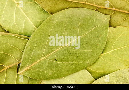 Hintergrundtextur von Lorbeerblätter Stockfoto