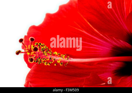 Extreme Makro schön rot rosa Hibiskus Blume Stockfoto