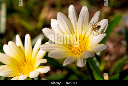 Natürliche Nahaufnahme der Spinne auf Blüte im Sommer Stockfoto