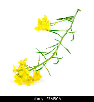 Makro Nahaufnahme von natürlichen gelben Senf Wildpflanze Stockfoto