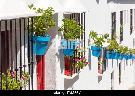 Blaue parfümiertesten gegen weiß getünchten Wänden, Mijas, Andalusien, Spanien Stockfoto