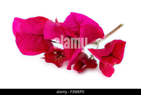 Vordere Makroaufnahme einer schönen rosa Bougainvillea-Blüten und Stängel Stockfoto